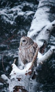 Preview wallpaper owl, bird, tree, branches, snow, winter
