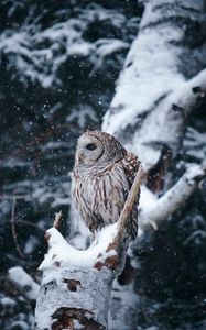 Preview wallpaper owl, bird, tree, branches, snow, winter