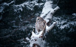 Preview wallpaper owl, bird, tree, branches, snow, winter