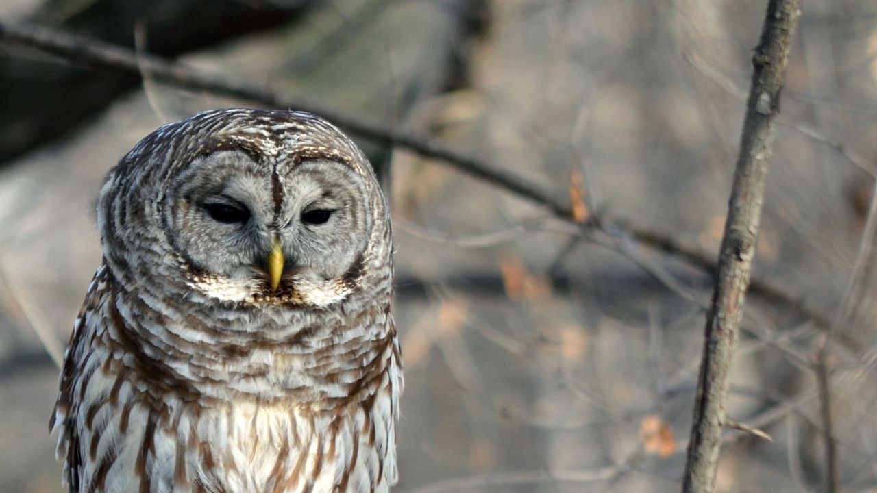 Wallpaper owl, bird, tree, branches, wildlife