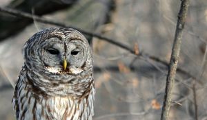 Preview wallpaper owl, bird, tree, branches, wildlife