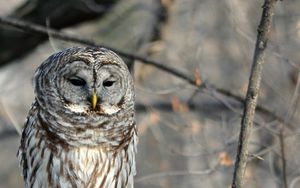 Preview wallpaper owl, bird, tree, branches, wildlife