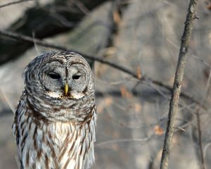 Preview wallpaper owl, bird, tree, branches, wildlife