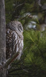Preview wallpaper owl, bird, tree, pine, wildlife