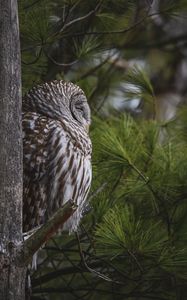 Preview wallpaper owl, bird, tree, pine, wildlife