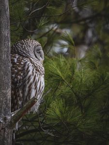 Preview wallpaper owl, bird, tree, pine, wildlife