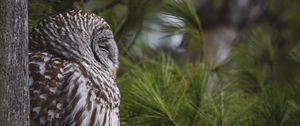 Preview wallpaper owl, bird, tree, pine, wildlife