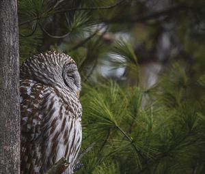 Preview wallpaper owl, bird, tree, pine, wildlife