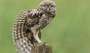 Preview wallpaper owl, bird, tree stump, sitting, stretching, wing, feathers