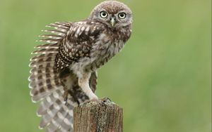 Preview wallpaper owl, bird, tree stump, sitting, stretching, wing, feathers