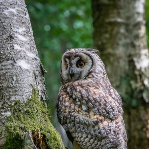Preview wallpaper owl, bird, trees, moss