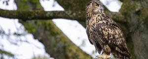 Preview wallpaper owl, bird, watching, wildlife
