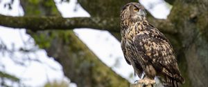 Preview wallpaper owl, bird, watching, wildlife