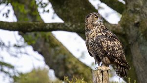 Preview wallpaper owl, bird, watching, wildlife