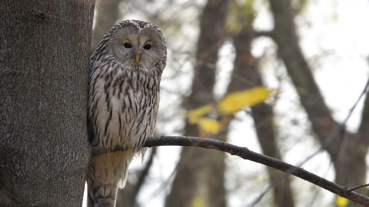 Wallpaper owl, bird, watching, tree, wildlife