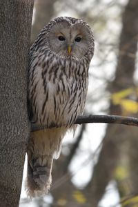 Preview wallpaper owl, bird, watching, tree, wildlife