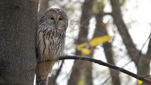 Preview wallpaper owl, bird, watching, tree, wildlife