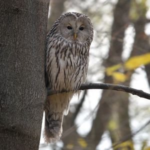 Preview wallpaper owl, bird, watching, tree, wildlife