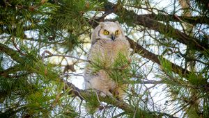 Preview wallpaper owl, bird, watching, branches, fluffy