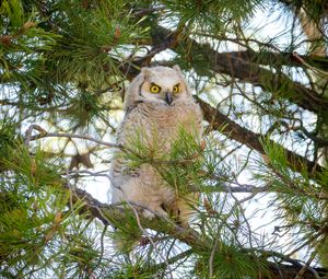 Preview wallpaper owl, bird, watching, branches, fluffy