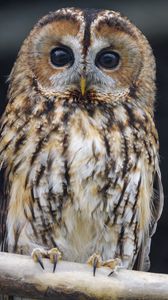 Preview wallpaper owl, bird, watching, glance