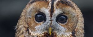 Preview wallpaper owl, bird, watching, glance