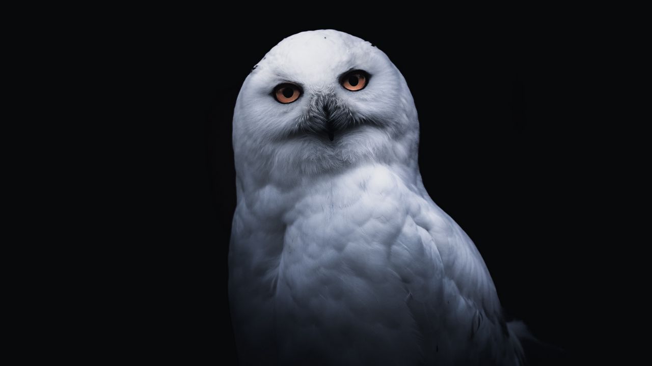 Wallpaper owl, bird, white, glance