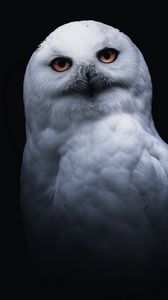 Preview wallpaper owl, bird, white, glance