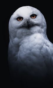 Preview wallpaper owl, bird, white, glance