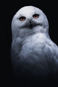 Preview wallpaper owl, bird, white, glance