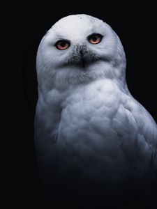 Preview wallpaper owl, bird, white, glance