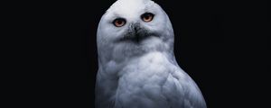 Preview wallpaper owl, bird, white, glance