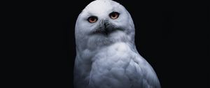 Preview wallpaper owl, bird, white, glance