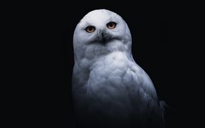 Preview wallpaper owl, bird, white, glance