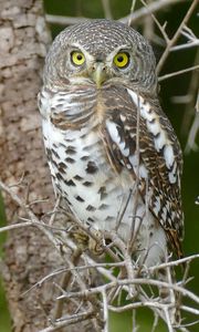 Preview wallpaper owl, bird, wildlife, branches, tree