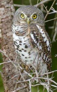 Preview wallpaper owl, bird, wildlife, branches, tree