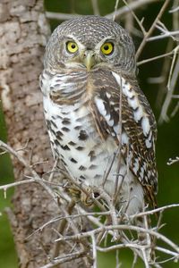 Preview wallpaper owl, bird, wildlife, branches, tree