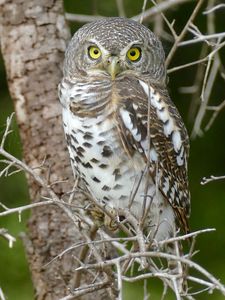 Preview wallpaper owl, bird, wildlife, branches, tree