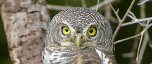 Preview wallpaper owl, bird, wildlife, branches, tree