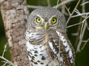 Preview wallpaper owl, bird, wildlife, branches, tree