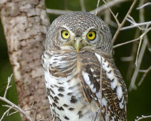 Preview wallpaper owl, bird, wildlife, branches, tree