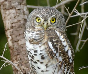 Preview wallpaper owl, bird, wildlife, branches, tree