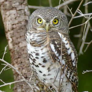 Preview wallpaper owl, bird, wildlife, branches, tree