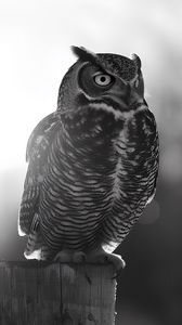 Preview wallpaper owl, bird, wildlife, bw, light