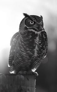 Preview wallpaper owl, bird, wildlife, bw, light