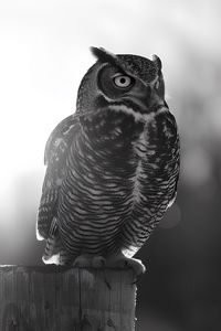 Preview wallpaper owl, bird, wildlife, bw, light