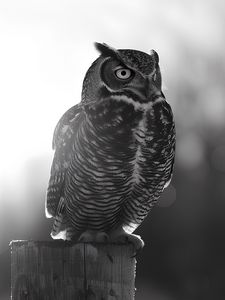 Preview wallpaper owl, bird, wildlife, bw, light
