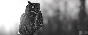 Preview wallpaper owl, bird, wildlife, bw, light