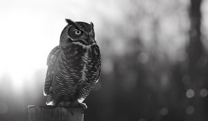 Preview wallpaper owl, bird, wildlife, bw, light