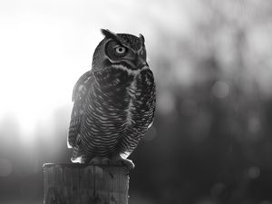 Preview wallpaper owl, bird, wildlife, bw, light